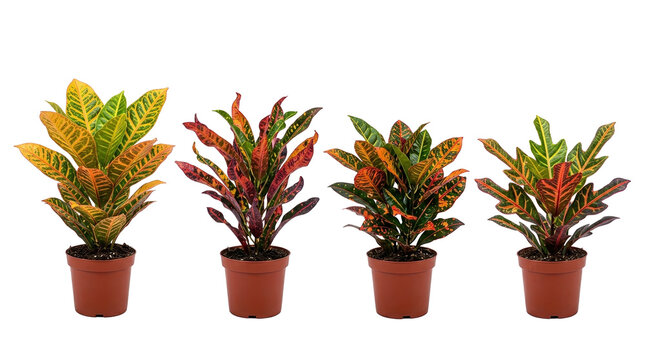 croton plants foliage houseplant tropical isolated black background. Vibrant collection of four Codiaeum variegatum varieties in brown pots with colorful variegated leaf patterns.