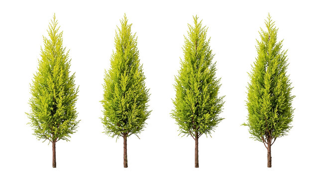 cypress, tree, lemon cypress, evergreen, conifer, isolated, black background, featuring four vibrant goldcrest shrubs in a row for landscape design and botanical garden concepts.