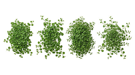 dichondra repens, kidney weed, groundcover, green foliage, top view, overhead, isolated set of four lush plants on a black background for landscaping and garden design purposes.