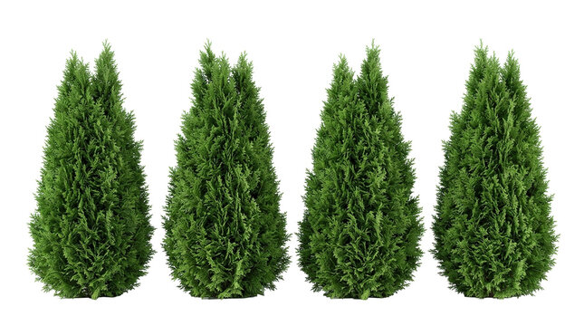 emerald green arborvitae, thuja occidentalis smaragd, evergreen tree, isolated, landscaping, conifer, green foliage pyramidal cedar shrubs for garden privacy screen and nursery decor.