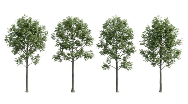 European ash tree, isolated, black background, Fraxinus excelsior, set, green foliage, deciduous trees for landscape design and architectural visualization, realistic 3D renders.