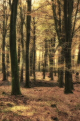Fototapeta premium Background, environment and remote with trees outdoor for conservation, growth or sustainability. Landscape, nature and wallpaper with forest location in green ecosystem for ecology or habitat
