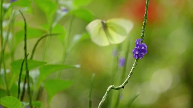 A pale green butterfly in slow motion, resting briefly on a purple flower with a soft blurred garden background, then flying away in a calm and elegant moment