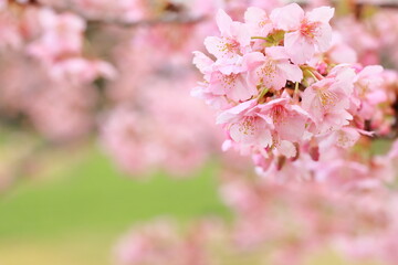 Naklejka premium 春に満開の河津桜