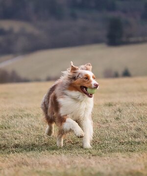 Action portrait of a dog playing outdoors.