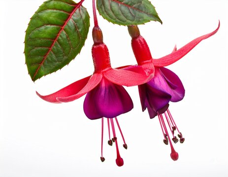 fuchsia flower isolated on white background