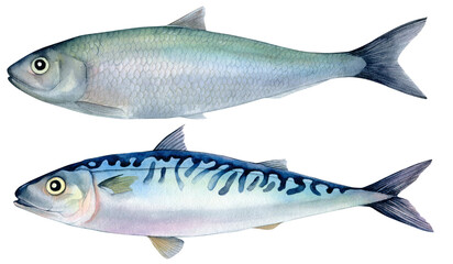 Mackerel and herring. Hand-drawn watercolor illustration isolated on a transparent background. Raw mackerel and herring for healthy cooking. For cookbooks, menus and educational brochures