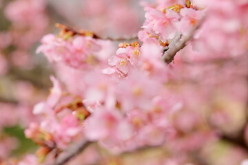 Fototapeta premium 春に満開の河津桜