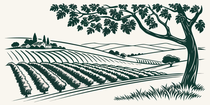 Vineyard with rows of grapevines and a tree Vector