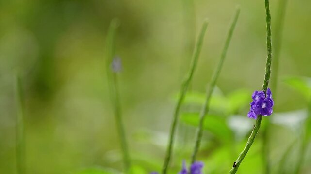 A delicate yellow-green butterfly in slow motion, resting briefly on a purple flower with a soft blurred garden background, then flying away in a serene and elegant moment