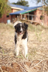 Fototapeta premium Black and White Dog Standing in a Rural Yard at Sunset