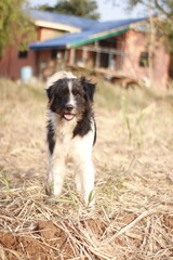 Fototapeta premium Black and White Dog Standing in a Rural Yard at Sunset