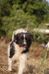 Pomeranian Dog Portrait in Warm Evening Light