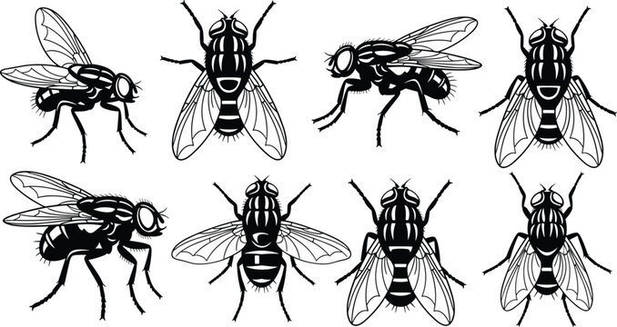 Fly Insect Icon Set with Different Poses and Angles for Nature, Biology, and Entomology Design