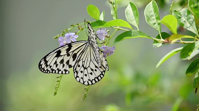 A large white butterfly with black markings in slow motion, gently feeding on light purple flowers and fluttering between blossoms, surrounded by soft blurred green leaves 