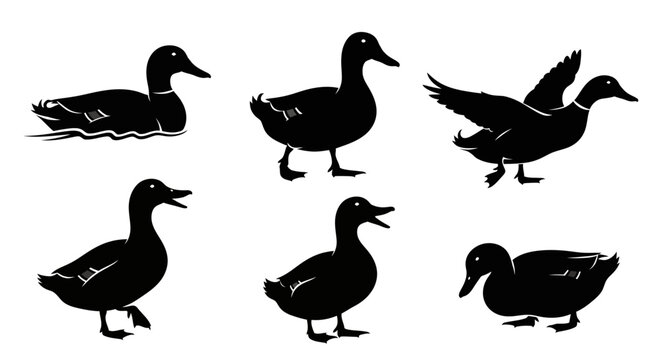 Set of Black Duck Silhouettes in Various Poses on White Background