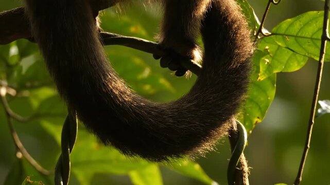 Capuchin monkey clinging to a branch in a forest setting, wildlife primate concept.