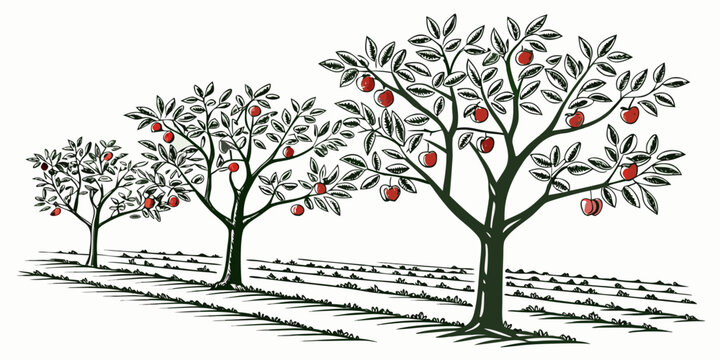 Three apple trees with red apples in an orchard Vector