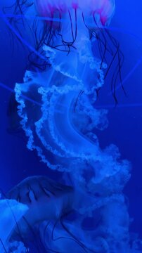 Jellyfish with red tentacles swimming in blue tinted water. Vertical view of a translucent jellyfish showing inner red details and long thin tentacles in an aquarium