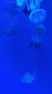 Group of small blue jellyfish floating in deep aquarium water. Multiple jellyfish in various positions swimming against a dark blue background in a tank