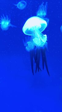 Translucent blue jellyfish swimming in deep blue aquarium water. Full view of a jellyfish with long tentacles floating against a blue background in a public aquarium