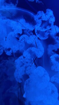 Close up of blue jellyfish tentacles in deep blue water. Macro view of translucent jellyfish frills and tentacles under artificial blue lighting in an aquarium