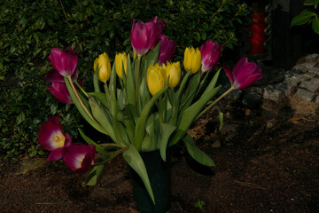 Tulpenstrauß auf einer Grabfläche auf einem Friedhof in Ratingen © Blende8