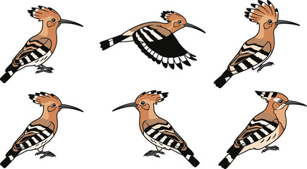Hoopoe Bird Illustration Set with Flying and Perched Hoopoe Birds, Wildlife Ornithology Animal Character Collection Vector Illustration © Nurjjaman