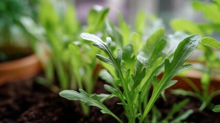 Fototapeta premium Close-up of a small plant with green leaves growing in a pot. the plant appears to be a type of lettuce or arugula, with long, pointed leaves that are slightly curled at the tips.