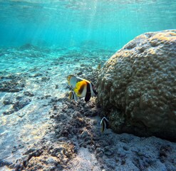 Tropical butterflyfish near coral reefs in turquoise water. Picturesque underwater photo in Indian ocean lagoon of La Reunion © Etoilepolaire
