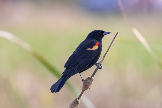 A red winged blackbird (Agelaius phoeniceus) perched on a cattail in the Ocala Wetlands Recharge Park in Ocala, Florida