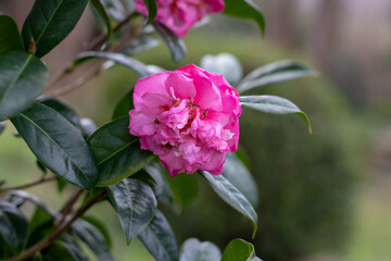 Soft pink double camellia bloom with dark stamens and green foliage