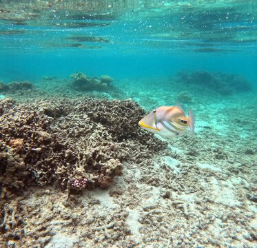 Picasso triggerfish, tropical fish in the lagoon with territorial behavior. Underwater photo, marine background