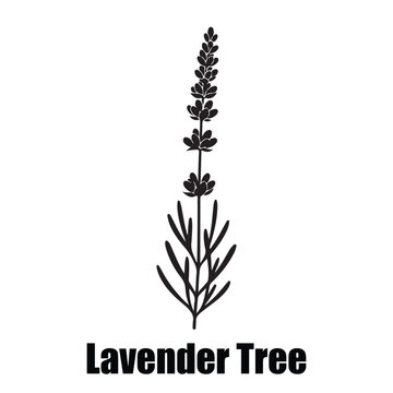  Lavender Tree Botanical Icon with Flower Spike and Linear Leaves
