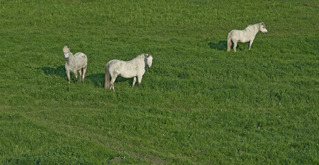 Obraz premium Grass, farm and horses in nature for agriculture, livestock and grazing with herd outdoor. Prairie, equine and animals at field on ranch with landscape, countryside or pasture with space for portrait
