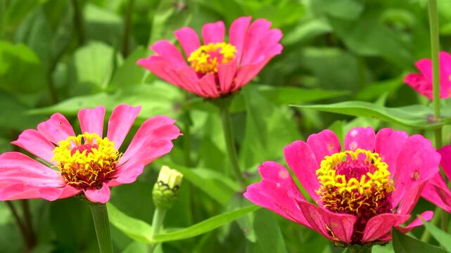 Bright pink Zinnia flowers, also known as common zinnias or paper flowers, thrive in hot weather.