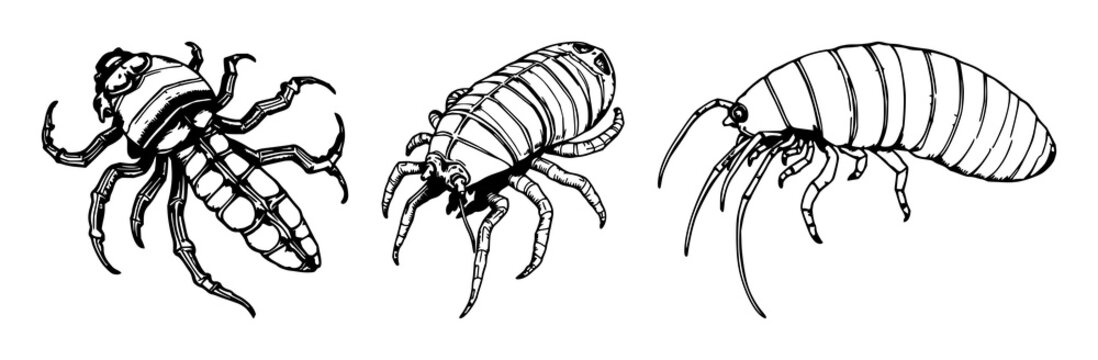 Deep-sea giant isopod set with hand-drawn scientific illustration in antique woodcut style featuring marine, biology, illustration with white background and line art