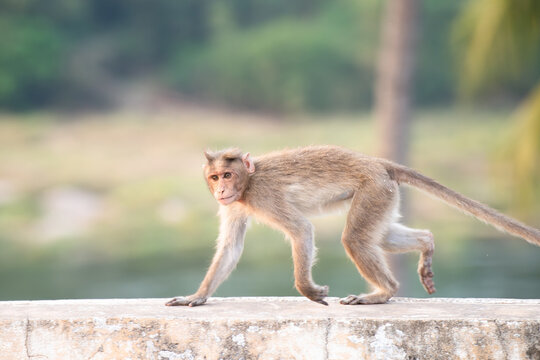 Rhesus monkey running on a wall, barbary macaque ape, wildlife and urban environment in India, jungle and rainforest animal in the city