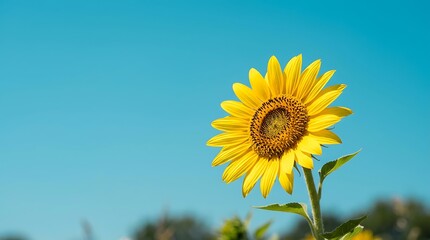 Obraz premium A magnificent, sun-kissed sunflower stands tall against a pristine blue sky, embodying the warmth and boundless optimism of a perfect summer day