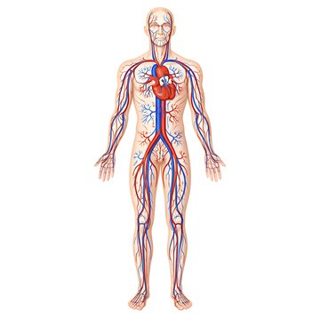 Human circulatory system anatomy illustration showing heart, veins and arteries in a full body male figure, medical 3D visualization.