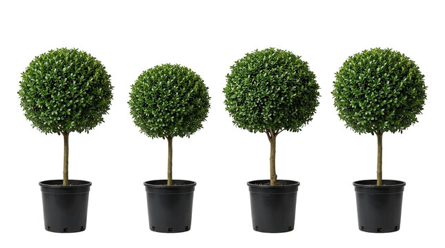 Japanese holly, sphere topiary, potted plants, evergreen shrubs, ilex crenata, garden decoration, round bush arranged in a row against a black background for elegant home landscaping.