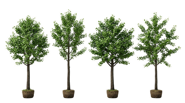 Ginkgo tree isolated green nature planting foliage set of four young biloba maidenhair trees with root balls, ideal for landscaping, gardening, and environmental design projects.