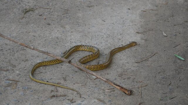 Ptyas mucosa snake. Its common name is&nbsp;Oriental rat snake and&nbsp;Indian rat snake. It&nbsp;is a common non-venomous&nbsp;species&nbsp;of&nbsp;colubrid&nbsp;snake&nbsp;found in parts of&nbsp;South&nbsp;and&nbsp;Southeast Asia. These are large snakes