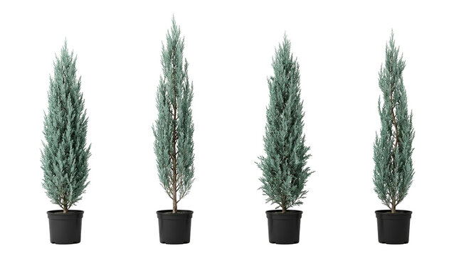 juniper, cypress, tree, potted, evergreen, conifer, blue plants in a row. Set of four ornamental columnar juniper trees isolated on black background for garden landscaping design.