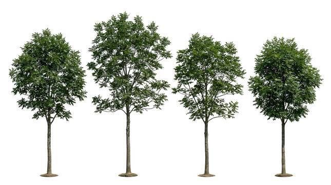 green ash, fraxinus pennsylvanica, tree, row, nature, isolated, set featuring four realistic deciduous specimens for architectural visualization, landscape design, and 3D rendering.