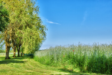 Fototapeta premium Farm, poppies and wheat with trees for growth, agriculture and sustainable with space on blue sky. Land, grain or crops outdoor for agro, food production or flowers with grass field in countryside