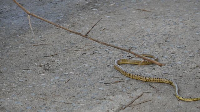 Ptyas mucosa snake. Its common name is&nbsp;Oriental rat snake and&nbsp;Indian rat snake. It&nbsp;is a common non-venomous&nbsp;species&nbsp;of&nbsp;colubrid&nbsp;snake&nbsp;found in parts of&nbsp;South&nbsp;and&nbsp;Southeast Asia. These are large snakes
