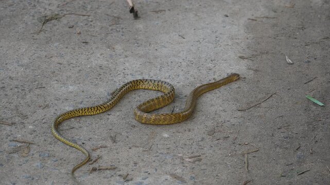 Ptyas mucosa snake. Its common name is&nbsp;Oriental rat snake and&nbsp;Indian rat snake. It&nbsp;is a common non-venomous&nbsp;species&nbsp;of&nbsp;colubrid&nbsp;snake&nbsp;found in parts of&nbsp;South&nbsp;and&nbsp;Southeast Asia. These are large snakes