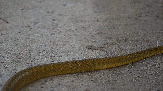 Ptyas mucosa snake. Its common name is&nbsp;Oriental rat snake and&nbsp;Indian rat snake. It&nbsp;is a common non-venomous&nbsp;species&nbsp;of&nbsp;colubrid&nbsp;snake&nbsp;found in parts of&nbsp;South&nbsp;and&nbsp;Southeast Asia. These are large snakes
