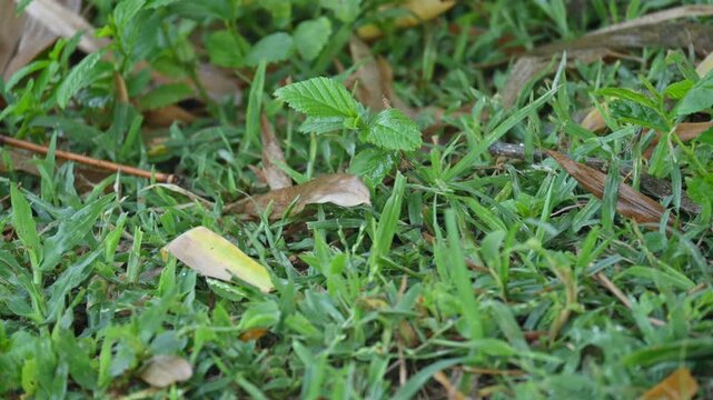 Ptyas mucosa snake. Its common name is&nbsp;Oriental rat snake and&nbsp;Indian rat snake. It&nbsp;is a common non-venomous&nbsp;species&nbsp;of&nbsp;colubrid&nbsp;snake&nbsp;found in parts of&nbsp;South&nbsp;and&nbsp;Southeast Asia. These are large snakes